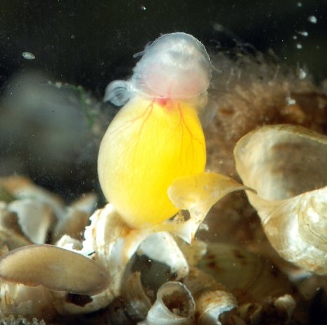 Two day old fry, the odontal plates are clearly visible