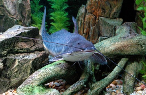 Calophysus macropterus