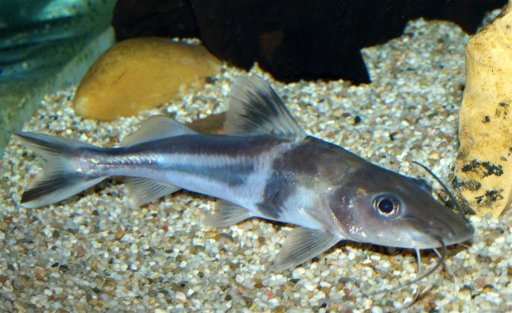 Pimelodus ornatus