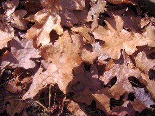 Dry oak leaves