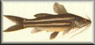 Mystus vittatus