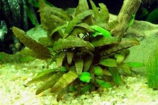 Cryptocoryne beckettii