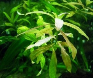 Hygrophila polysperma