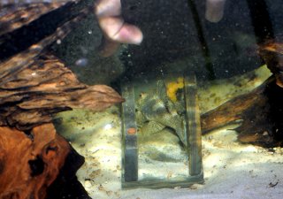 "Sunny" guarding eggs. His dorsal fin is lifted to prevent the eggs being seen from outside the cave