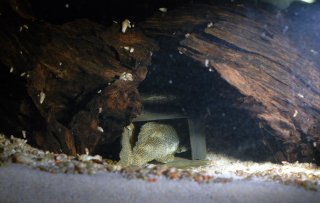 "Betty" missing from her spot. The male blocking the entrance of the cave