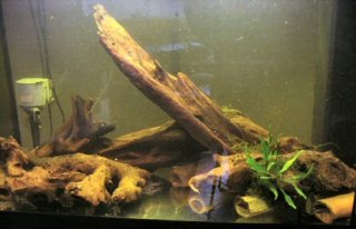 Spawning tank