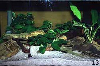 Breeding tank