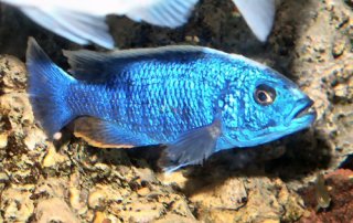 A Malawi cichlid