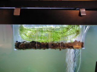 Rearing tank