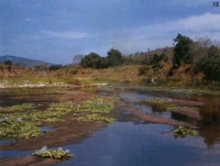 12. Biotope of P. cf. cesarpintoi & Hypostomus sp.