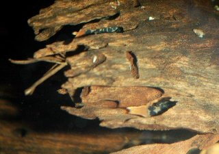 The tanks were furnished with appropriate pieces of wood having lots of crevices for the fry to hide in