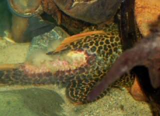 Mr Superior with wounds and fungus, having being attacked by the L600 male challenging him for his cave.