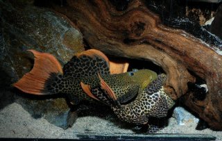 Females fighting outside the cave