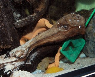 The egg ball on the substrate. The father realised what happened and came out for it - clearly distressed as we were trying to take the egg ball for artificial hatching