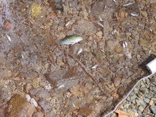 Tetras and Dwarf Cichlid in net