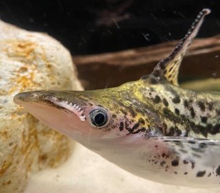 Nuptial male showing developed barbles