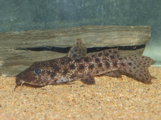 Young fish on dark substrate