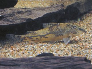 Scleromystax barbatus