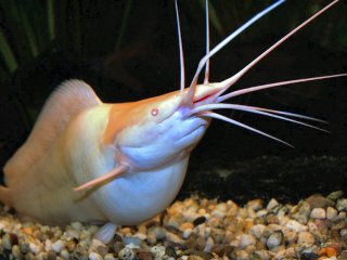 Gravid albino female