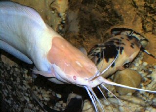 The pair above the spawning embrace site