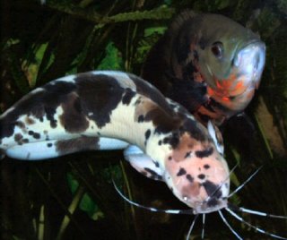 Male Clarias with male Oscar