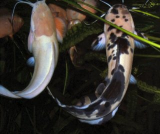 Feeding at night on cichlid sticks