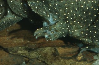 Barbed hooks of Ancistrus sp. (L120)