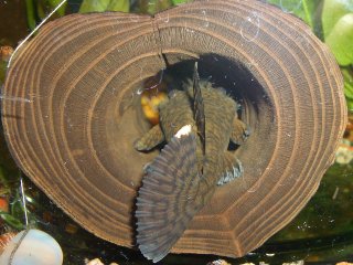 Male in breeding cave