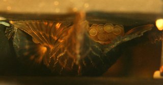 Behaviour is very similar - Zonancistrus guarding eggs