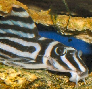 Hypancistrus zebra