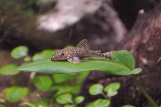 Male Parotocinclus spilosoma