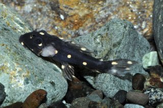 Juvenile suffering from infection / fin rot