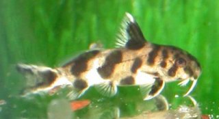 Synodontis multipunctatus