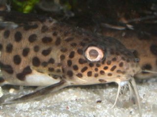 Synodontis multipunctatus