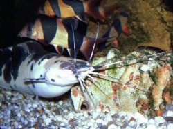 The gravid female gets air at the water surface